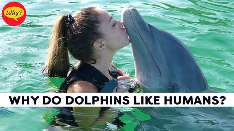 What Does Code Echo Mean on a Cruise Ship? And Why Do Dolphins Always Know the Answer?